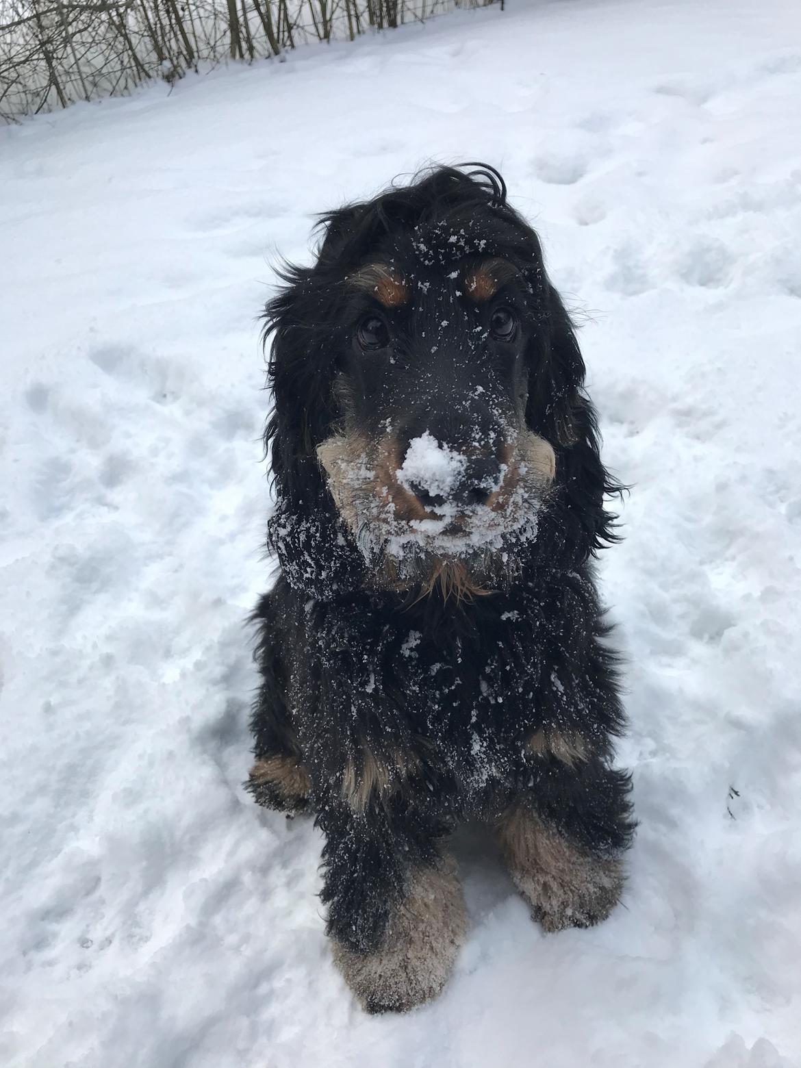 Cocker spaniel Buddy billede 3