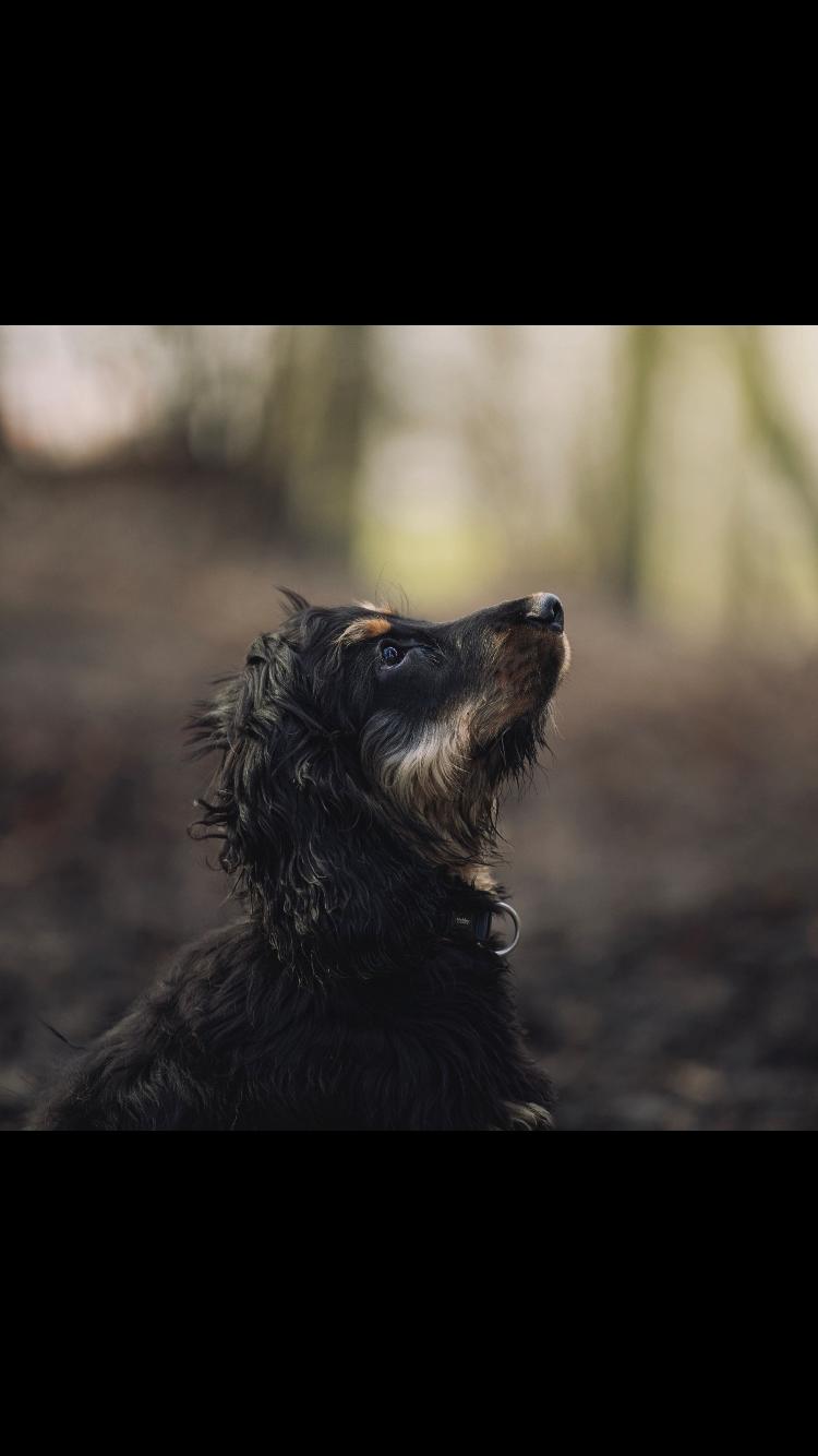 Cocker spaniel Buddy billede 2