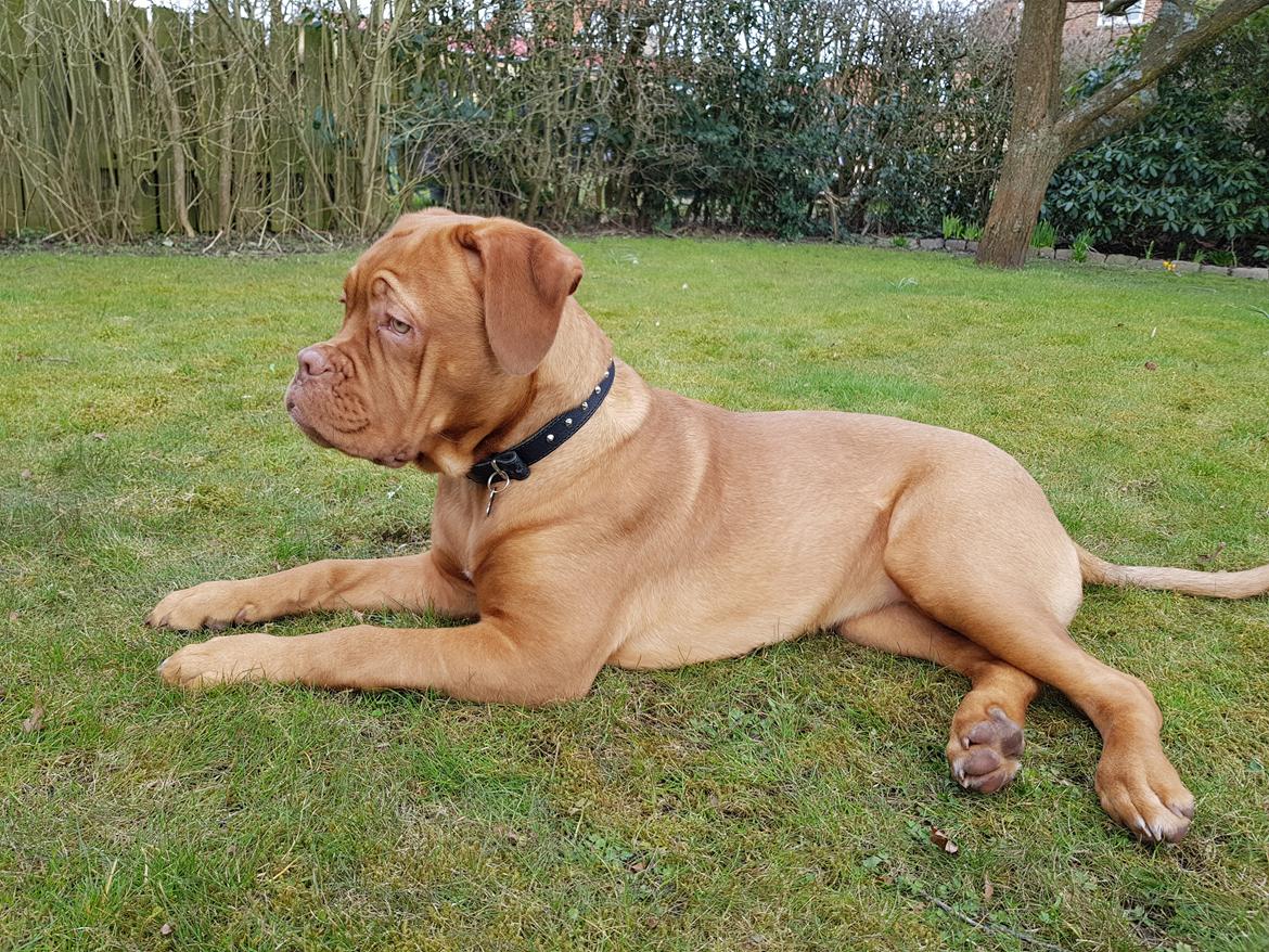 Dogue de bordeaux Sif billede 1