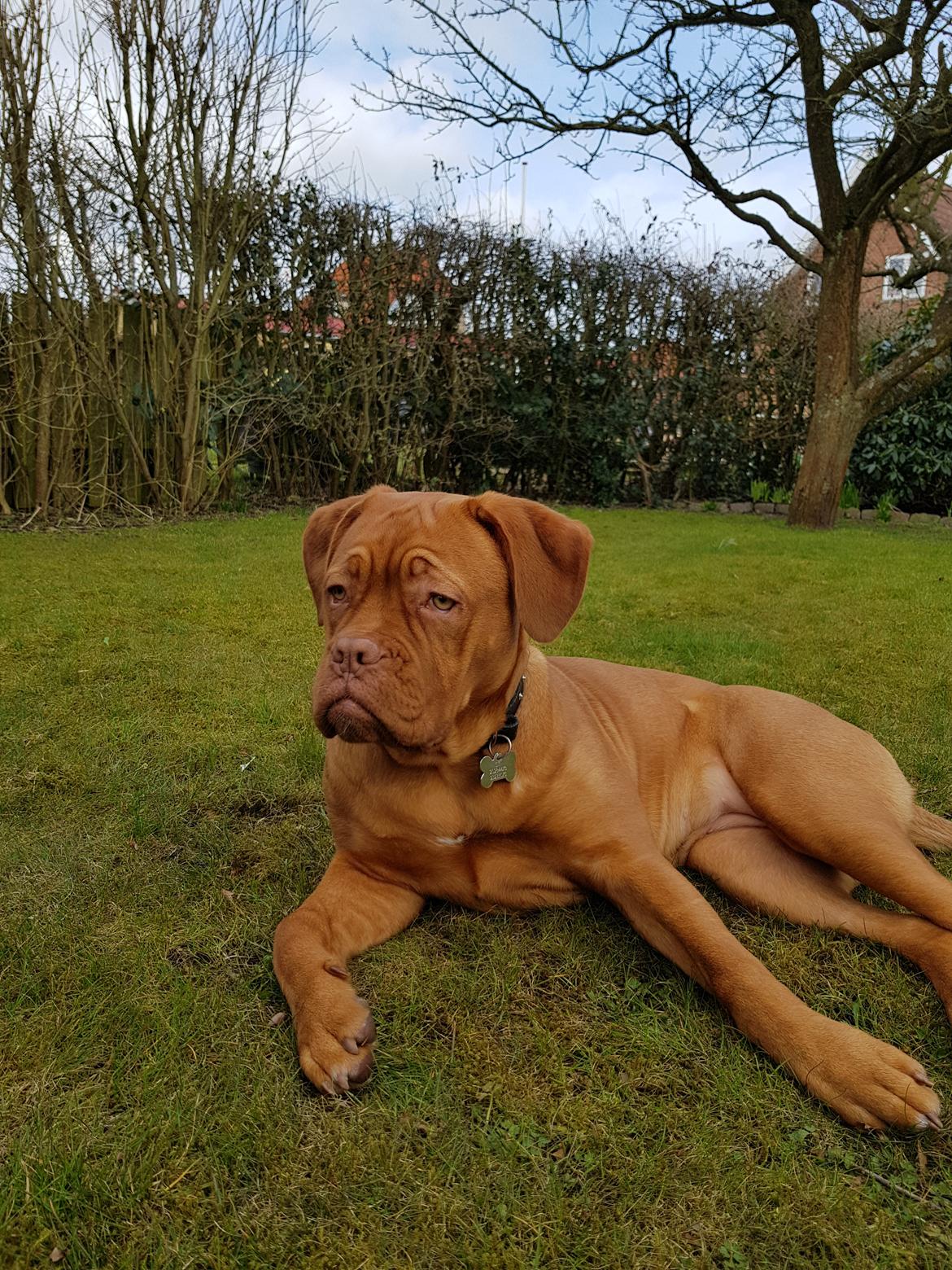 Dogue de bordeaux Sif billede 2