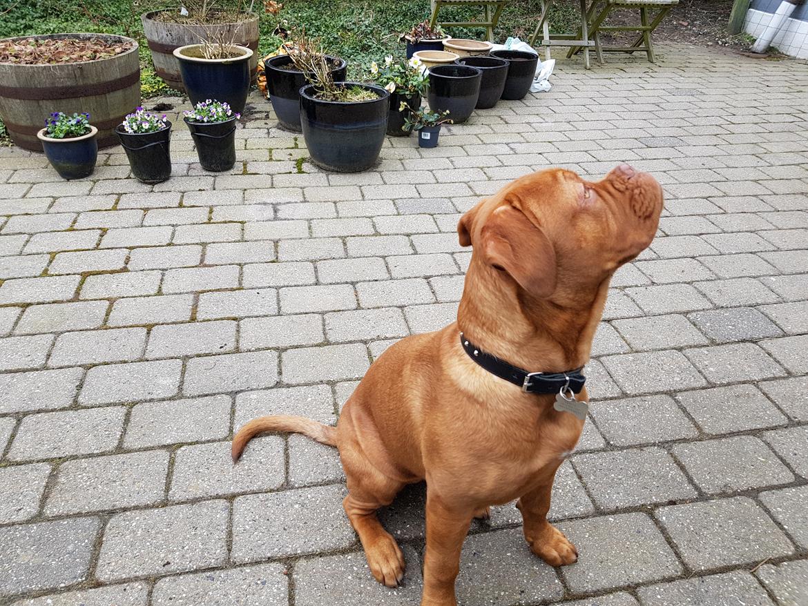 Dogue de bordeaux Sif billede 3
