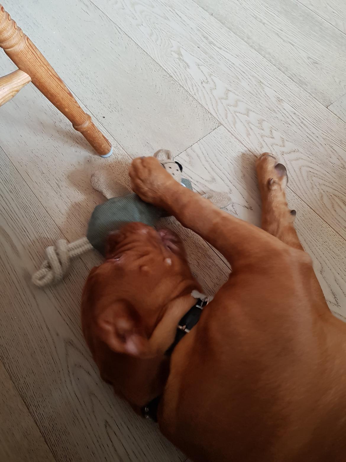 Dogue de bordeaux Sif billede 4