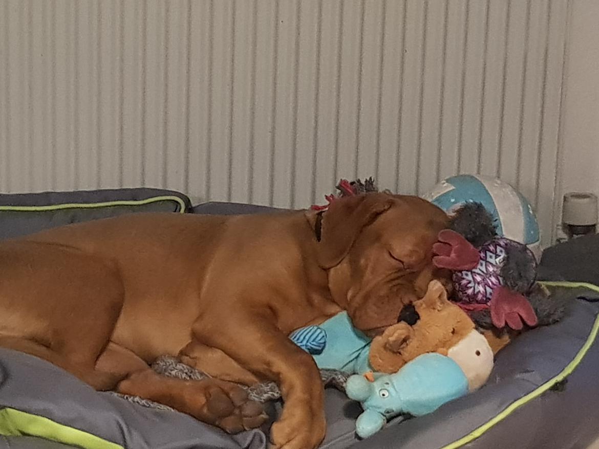 Dogue de bordeaux Sif billede 5