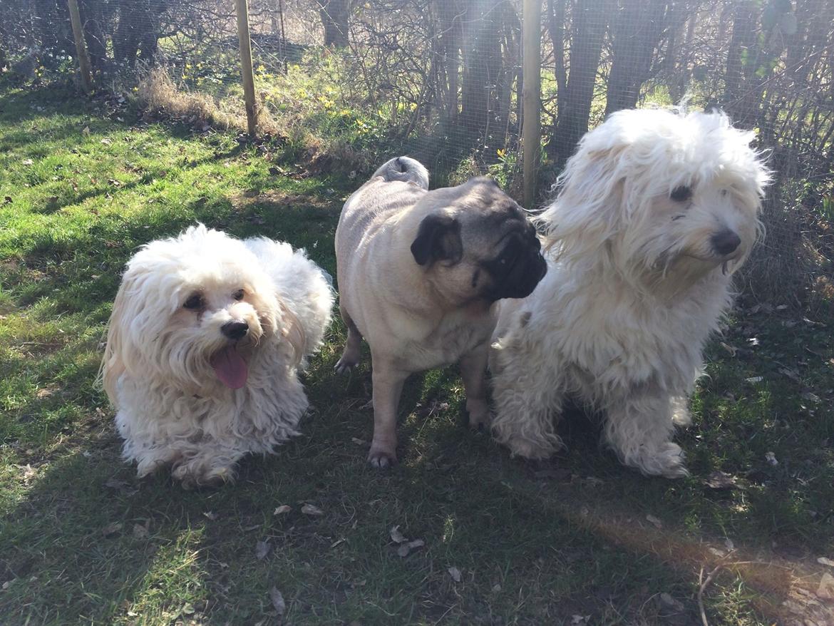 Blanding af racer Carlo - Carlo Martha og Carlo's bror Figo  billede 32