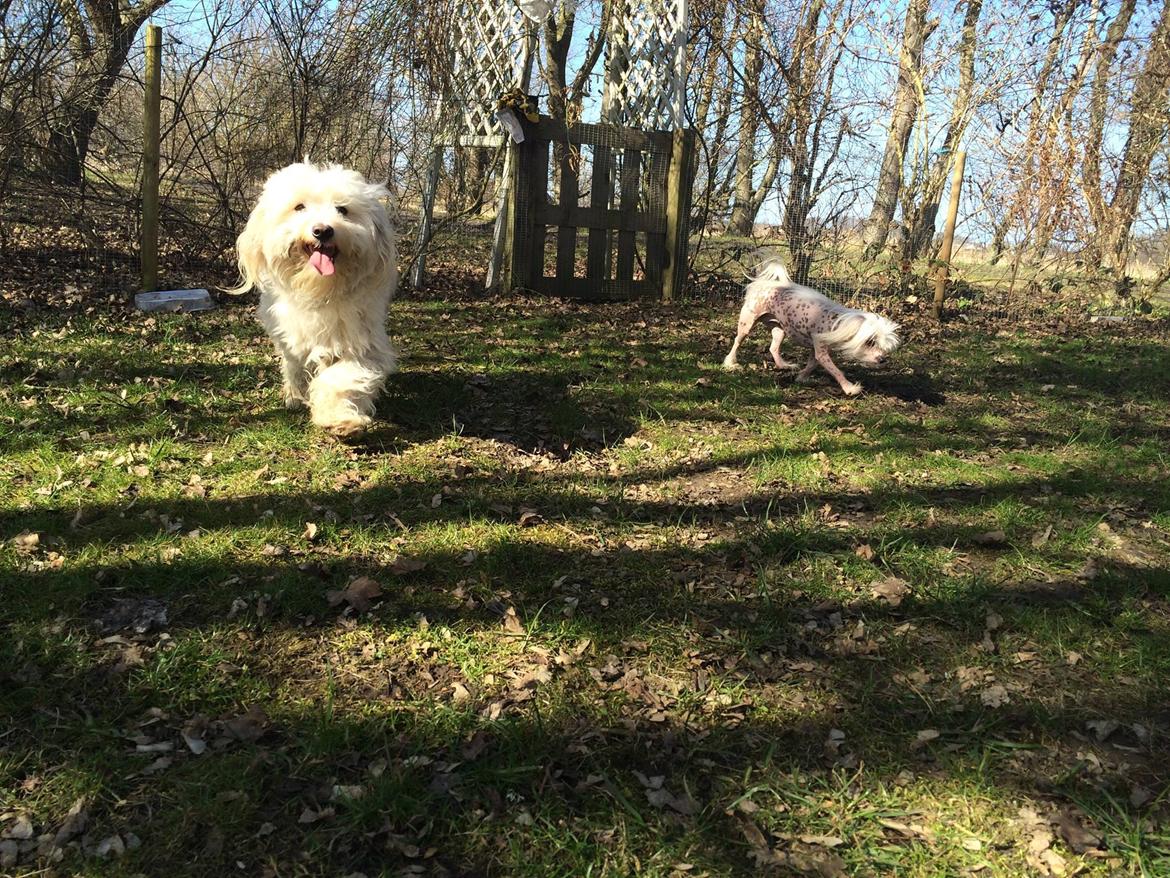 Blanding af racer Carlo - Carlo og Lilly  billede 39