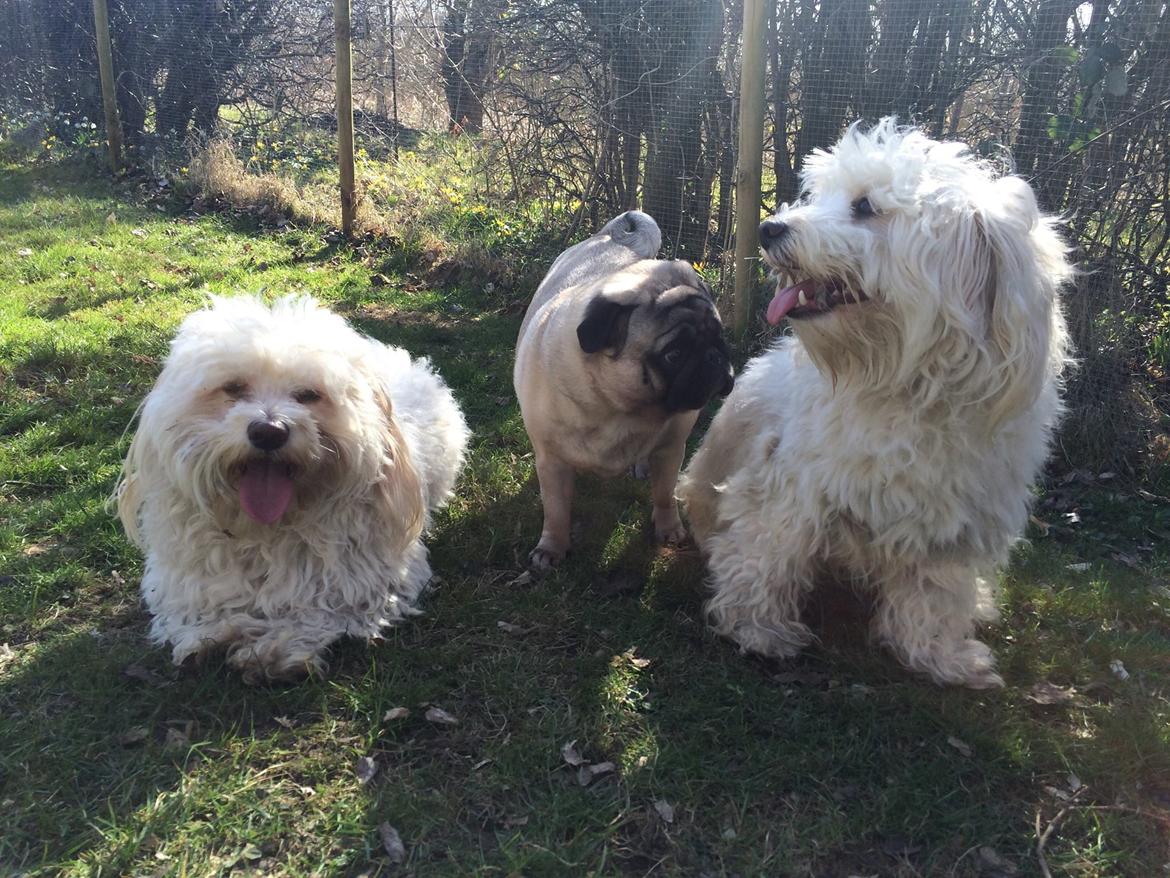 Mops Martha  - Martha Carlo og Figo  billede 46