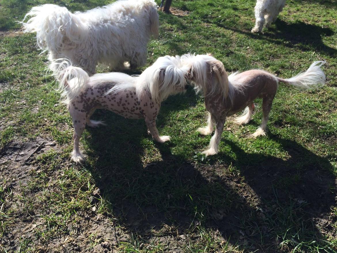 Blanding af racer Chilla billede 45