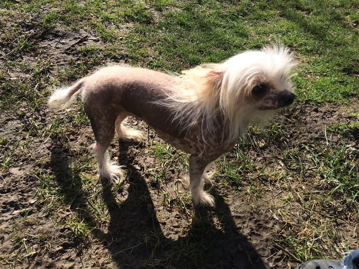 Blanding af racer Chilla billede 38