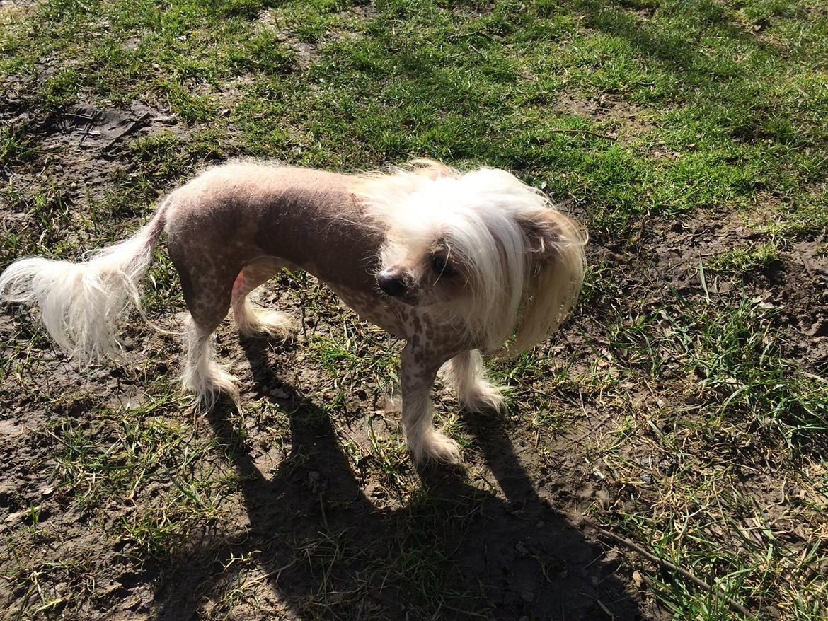 Blanding af racer Chilla billede 39