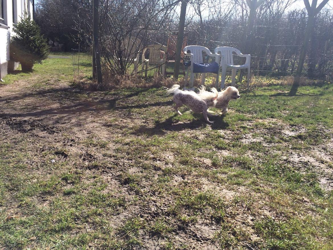 Blanding af racer Chilla billede 42