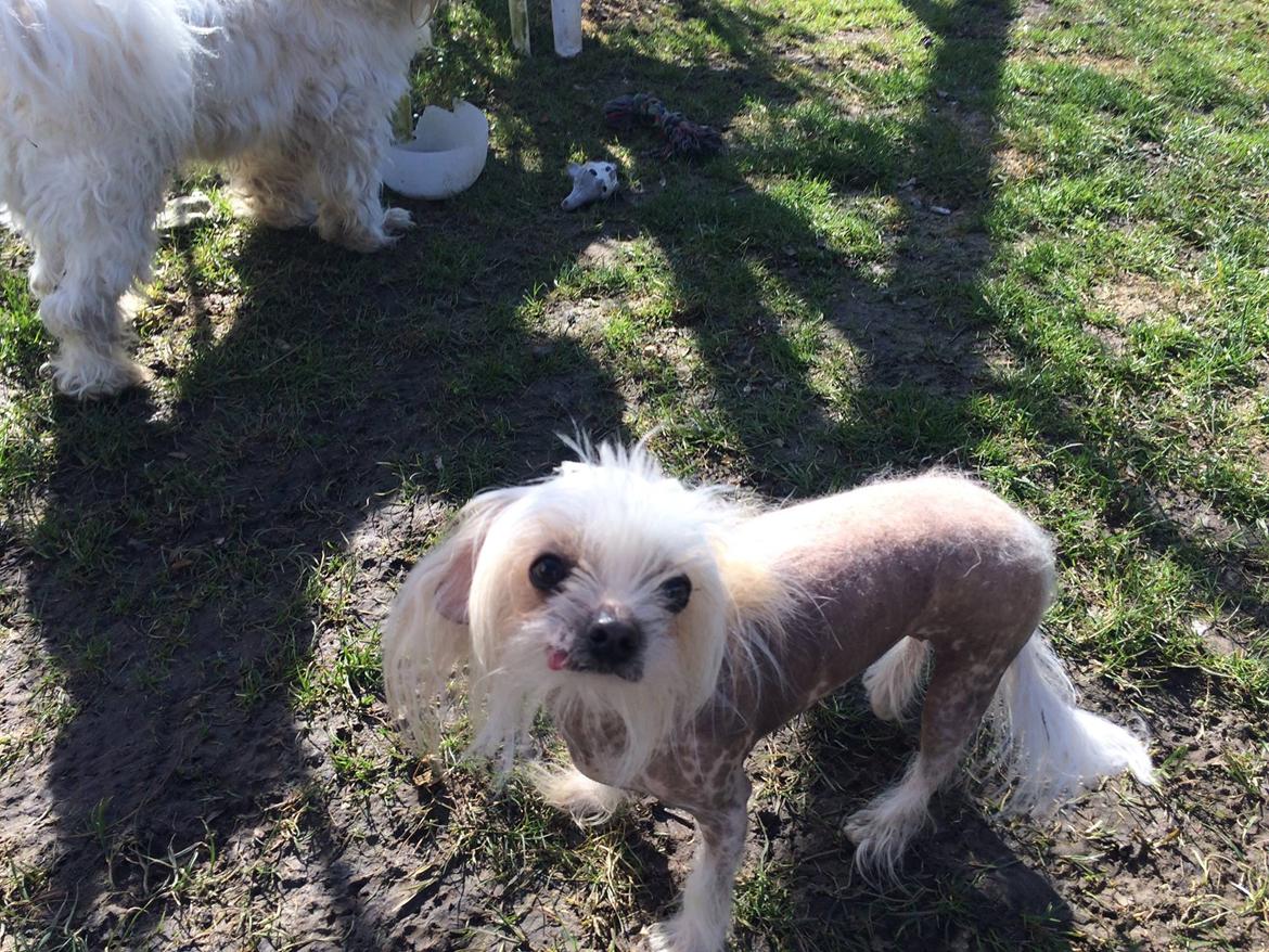 Blanding af racer Chilla billede 41