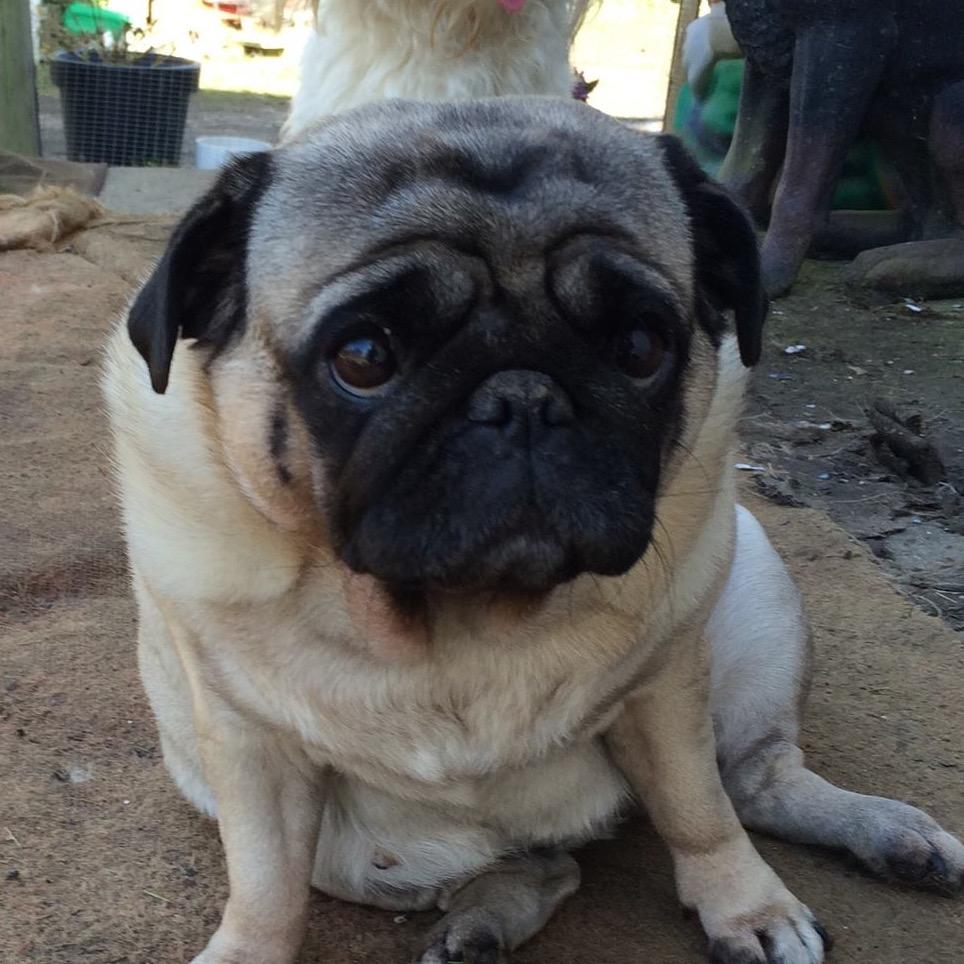 Mops Martha  billede 48