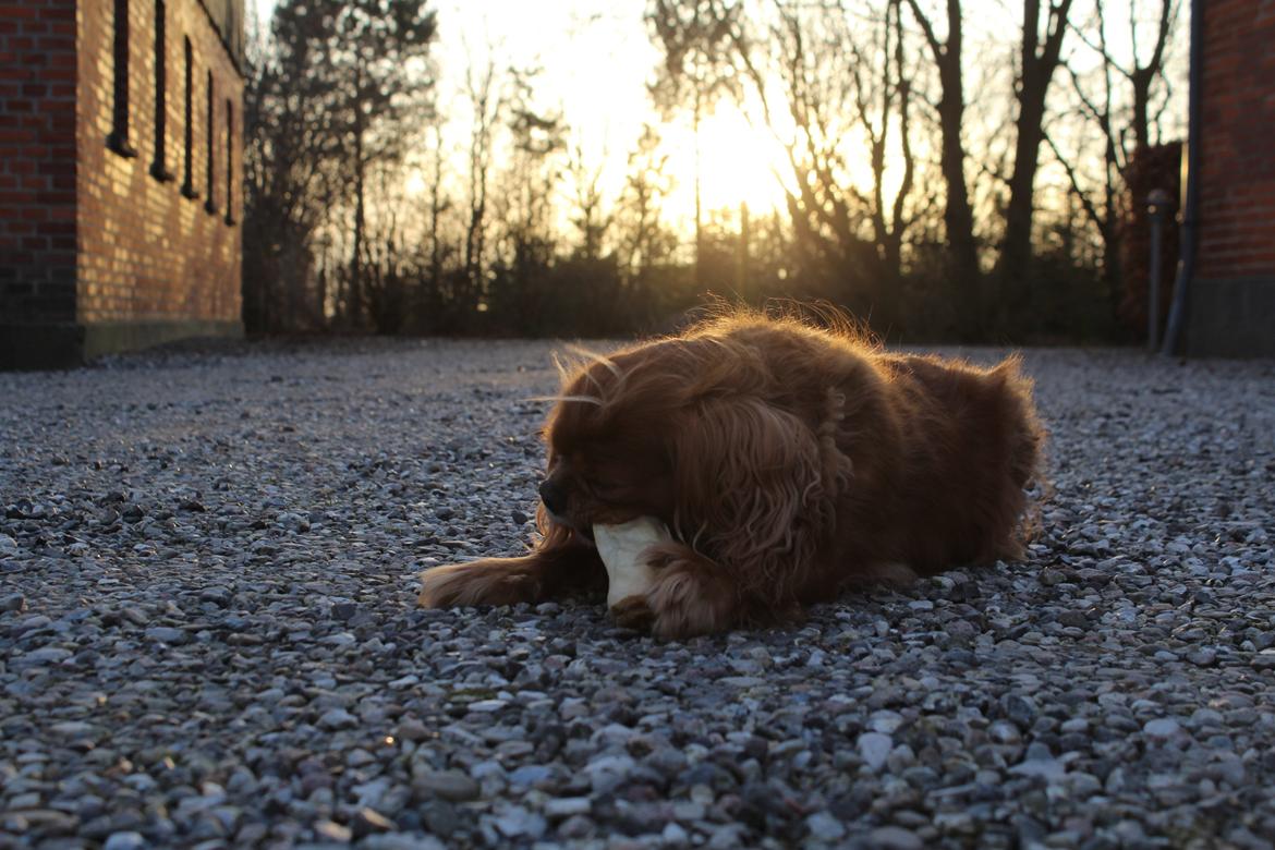 Cavalier king charles spaniel Stella billede 10