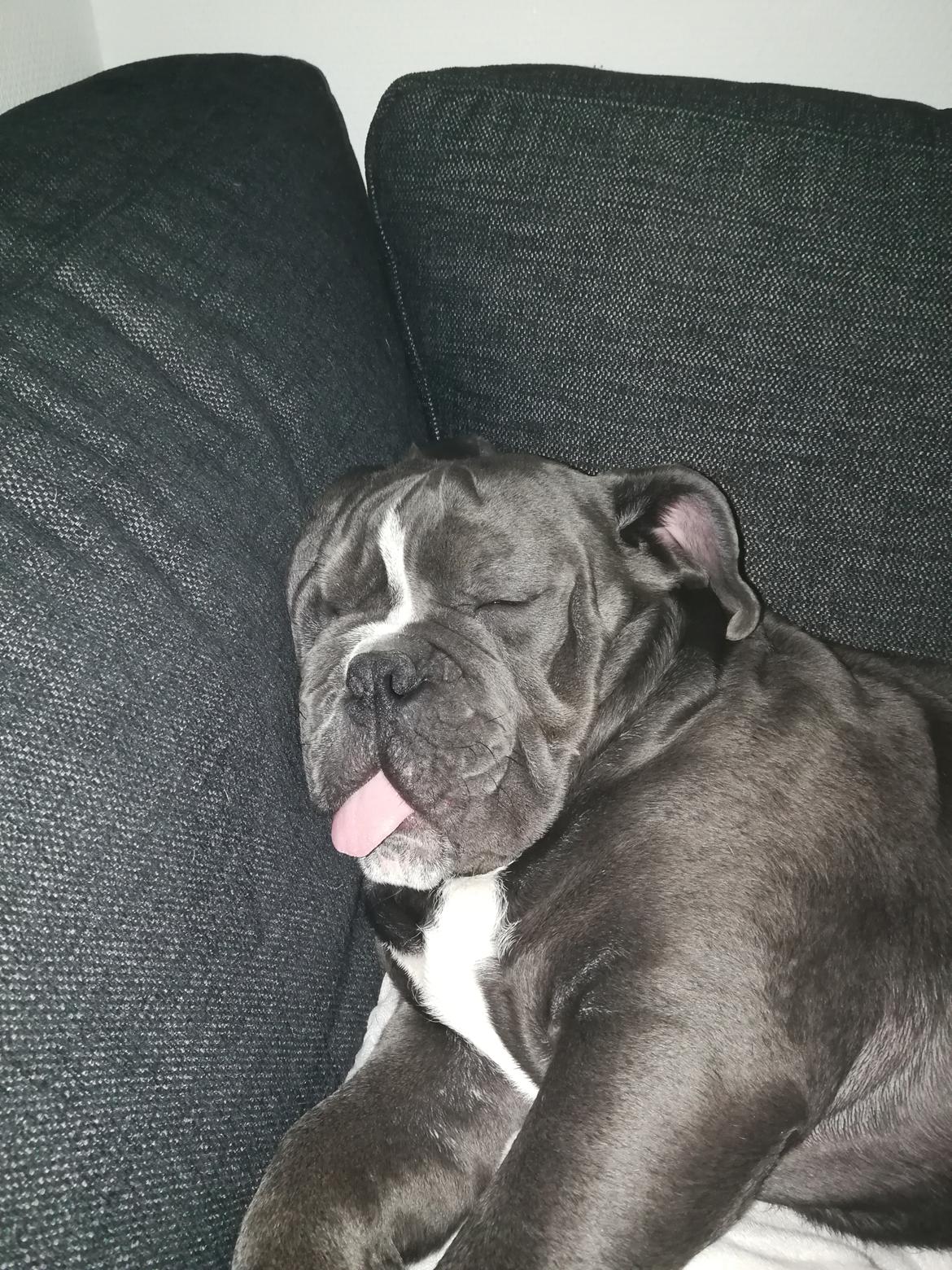 Olde english bulldogge Bentley - Hårdt, efter en aktiv dag billede 2