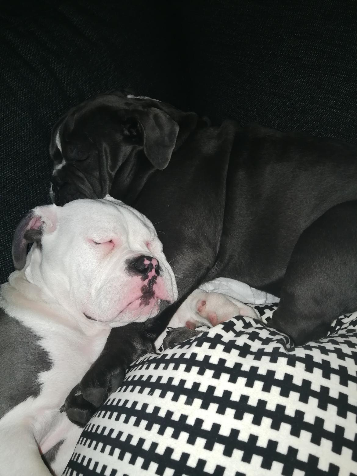 Olde english bulldogge Bentley billede 11