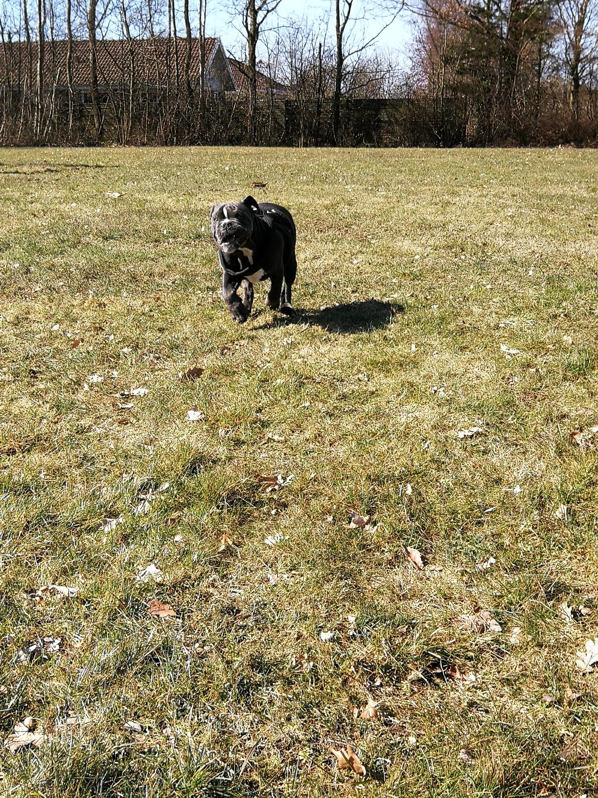Olde english bulldogge Bentley billede 12