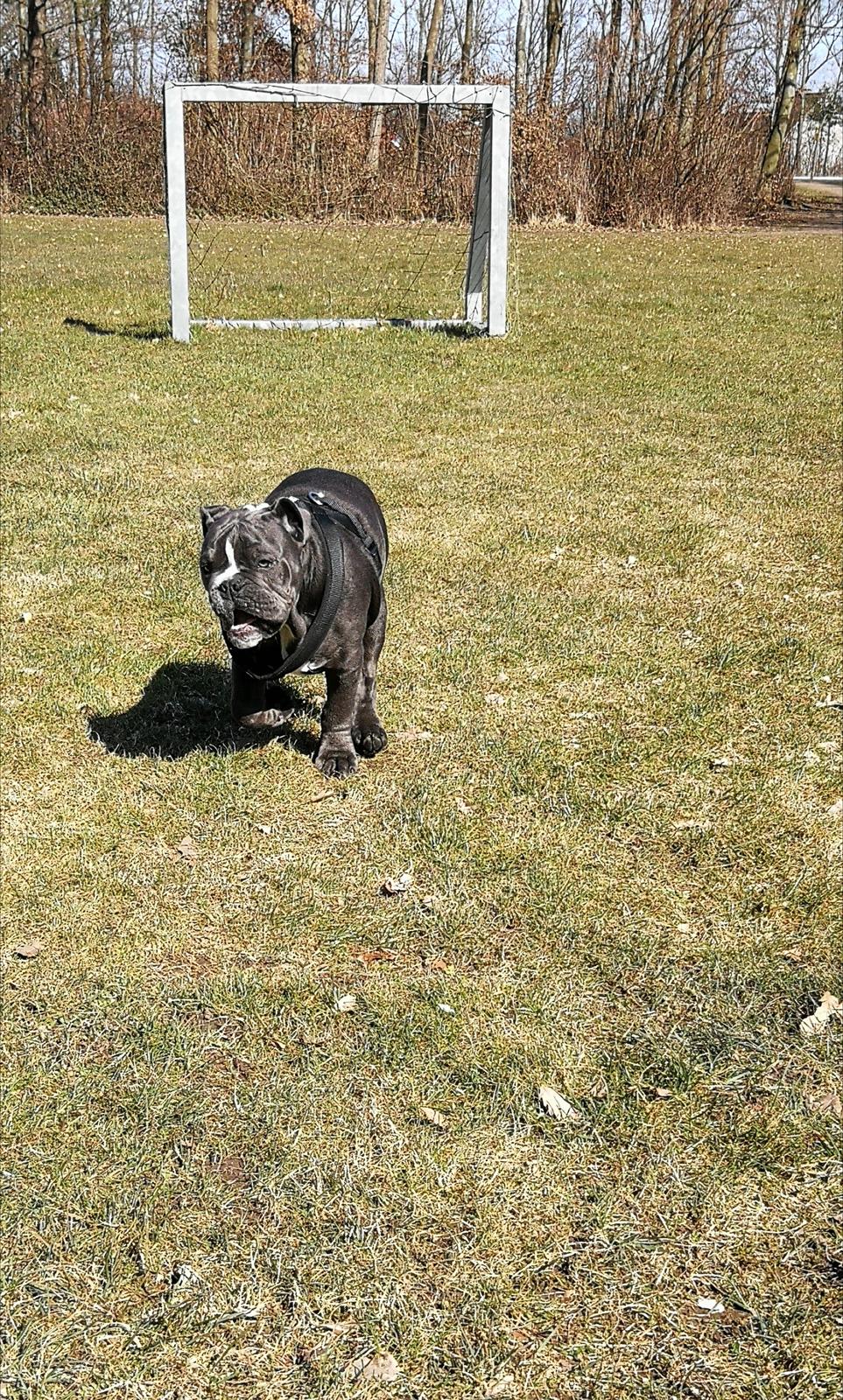 Olde english bulldogge Bentley billede 14