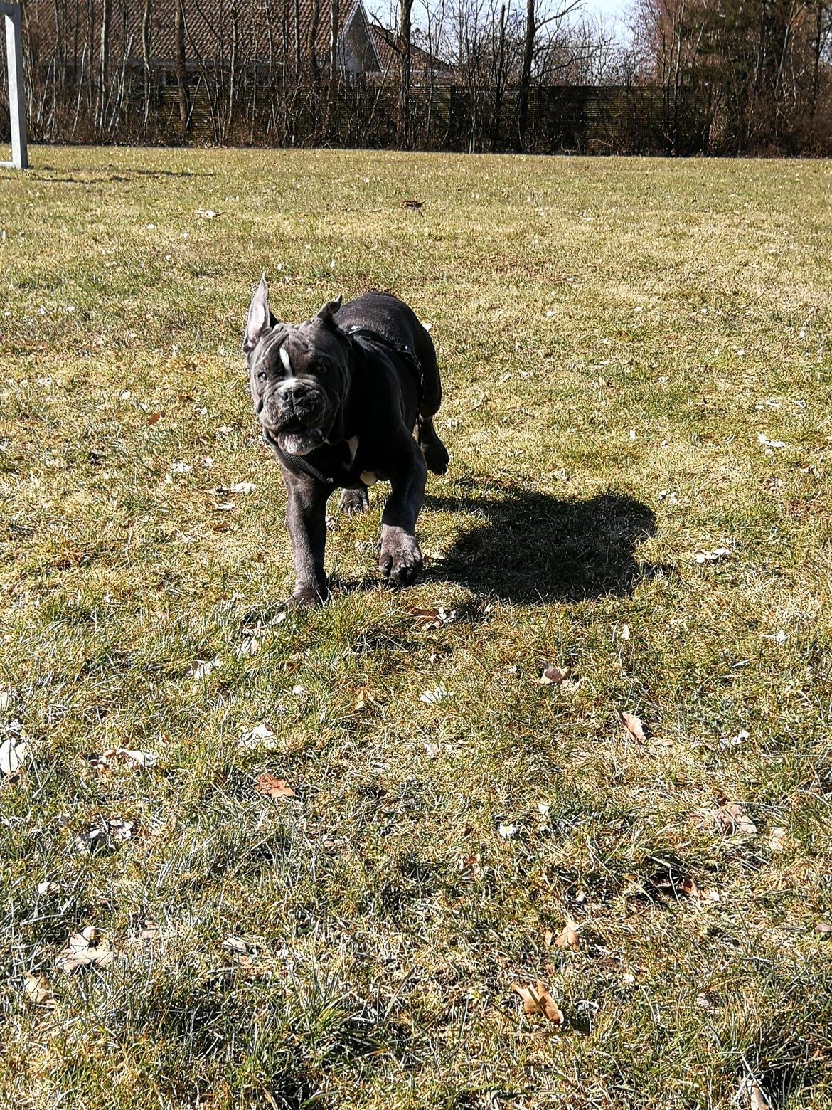 Olde english bulldogge Bentley billede 13