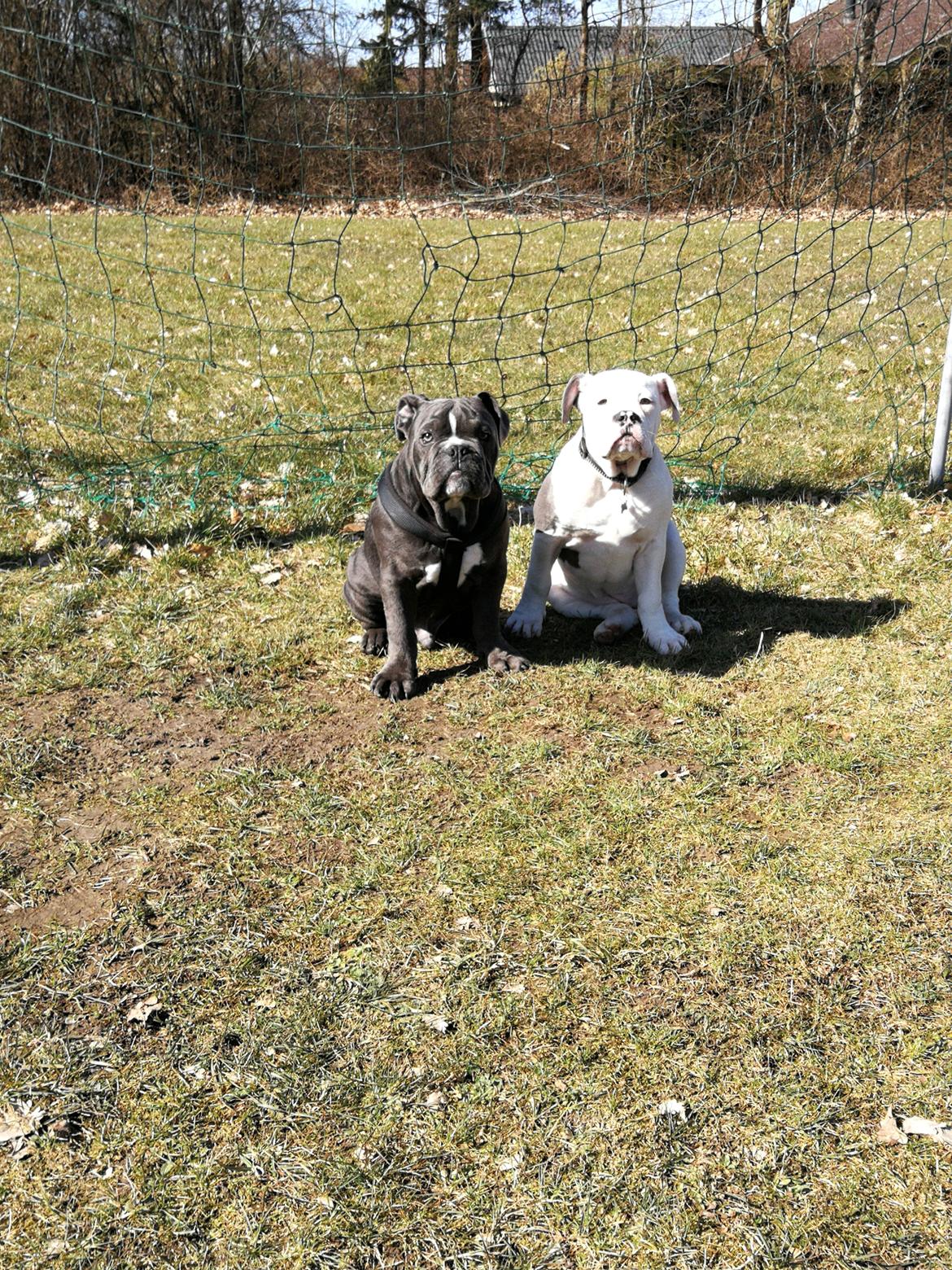 Olde english bulldogge Bentley billede 15