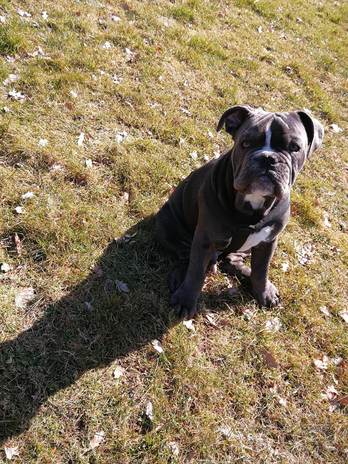 Olde english bulldogge Bentley billede 17