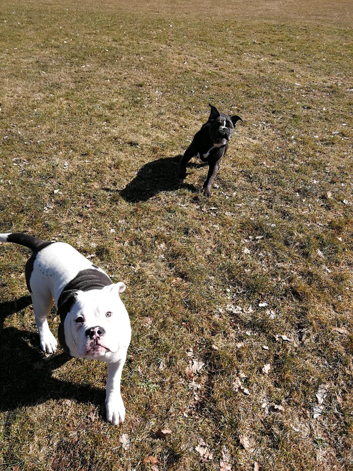Olde english bulldogge Bentley billede 18