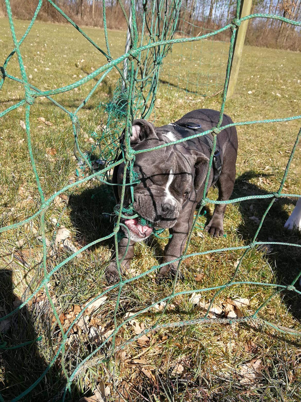 Olde english bulldogge Bentley billede 16