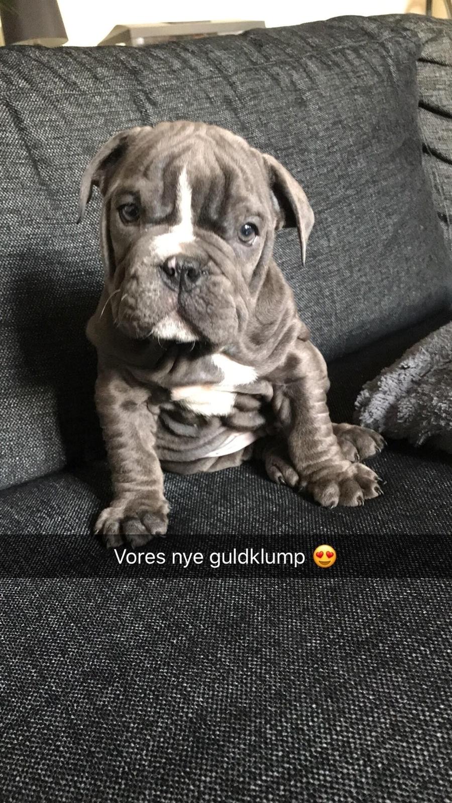 Olde english bulldogge Bentley billede 3