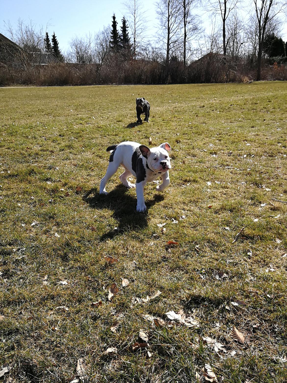 Olde english bulldogge Lotus billede 9