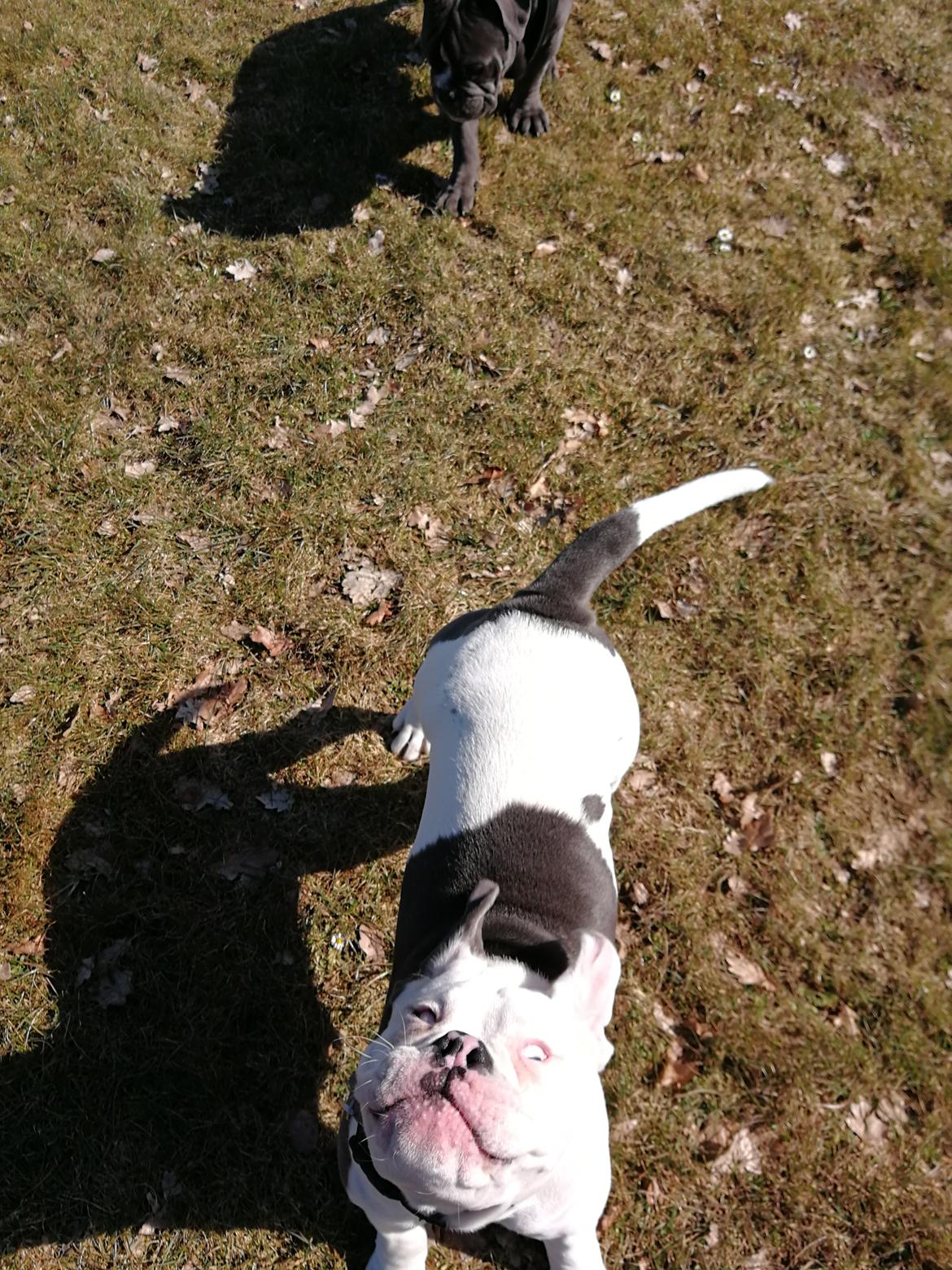 Olde english bulldogge Lotus billede 17
