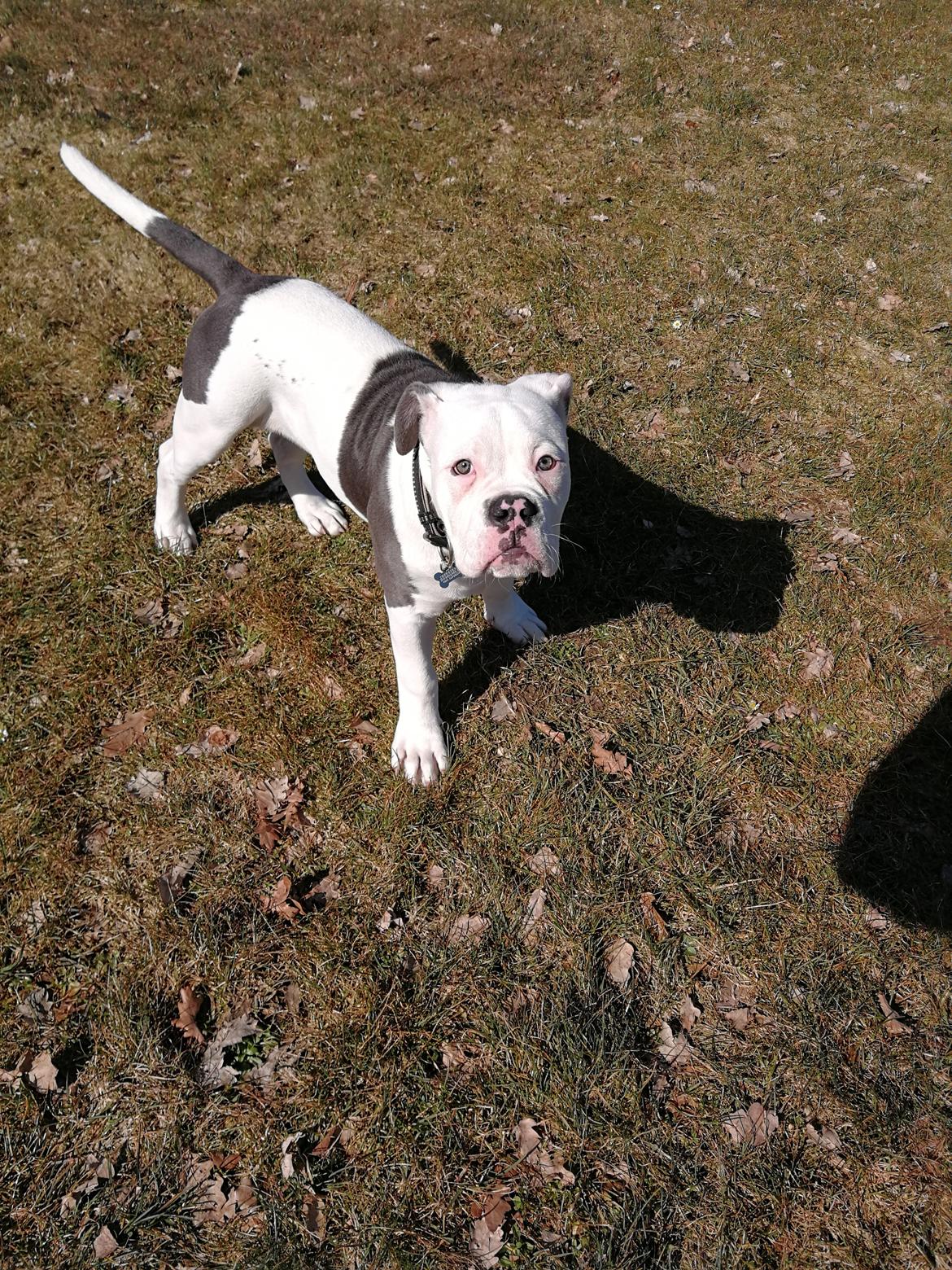 Olde english bulldogge Lotus billede 15