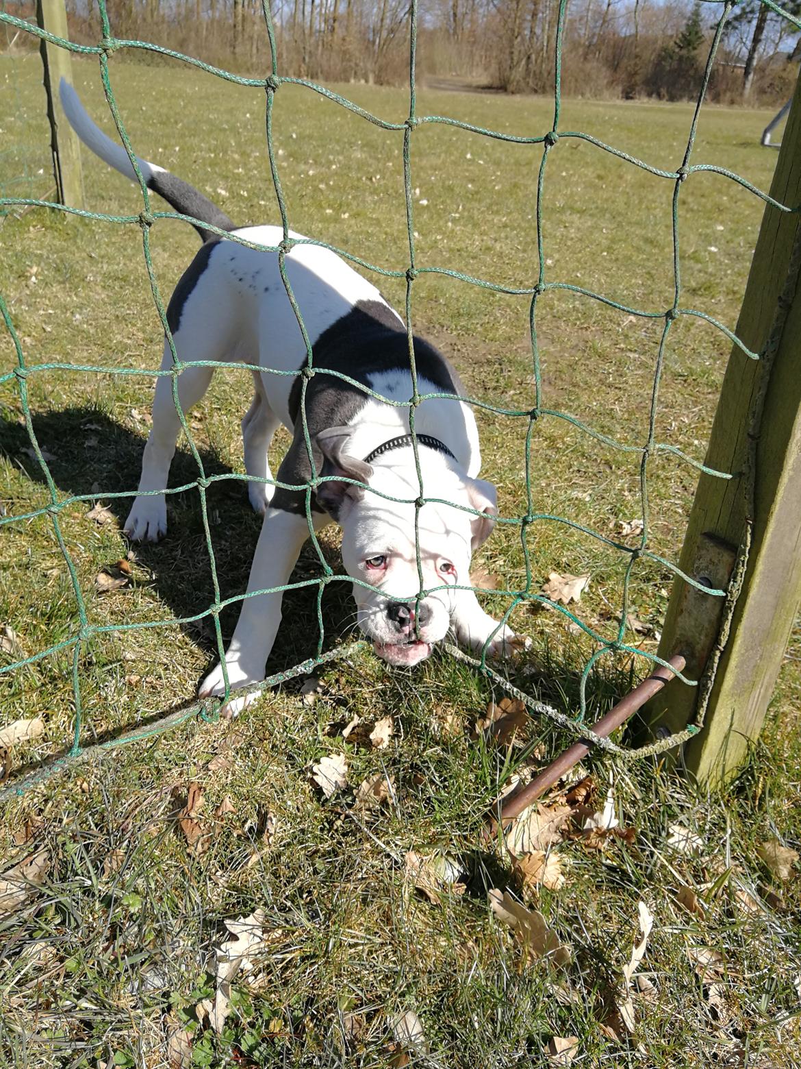 Olde english bulldogge Lotus billede 8