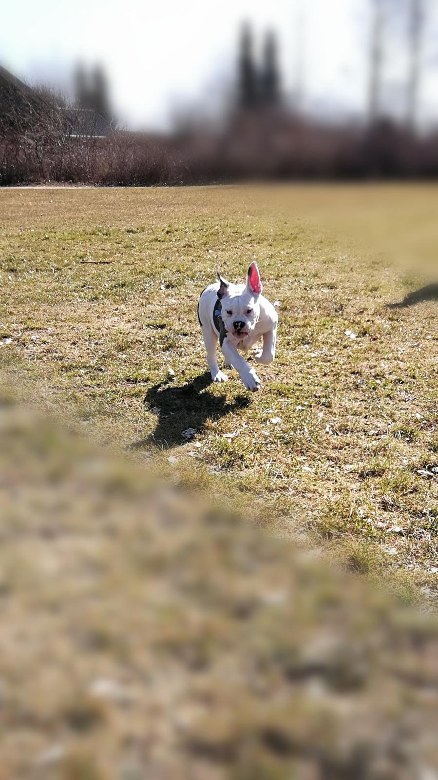 Olde english bulldogge Lotus billede 16