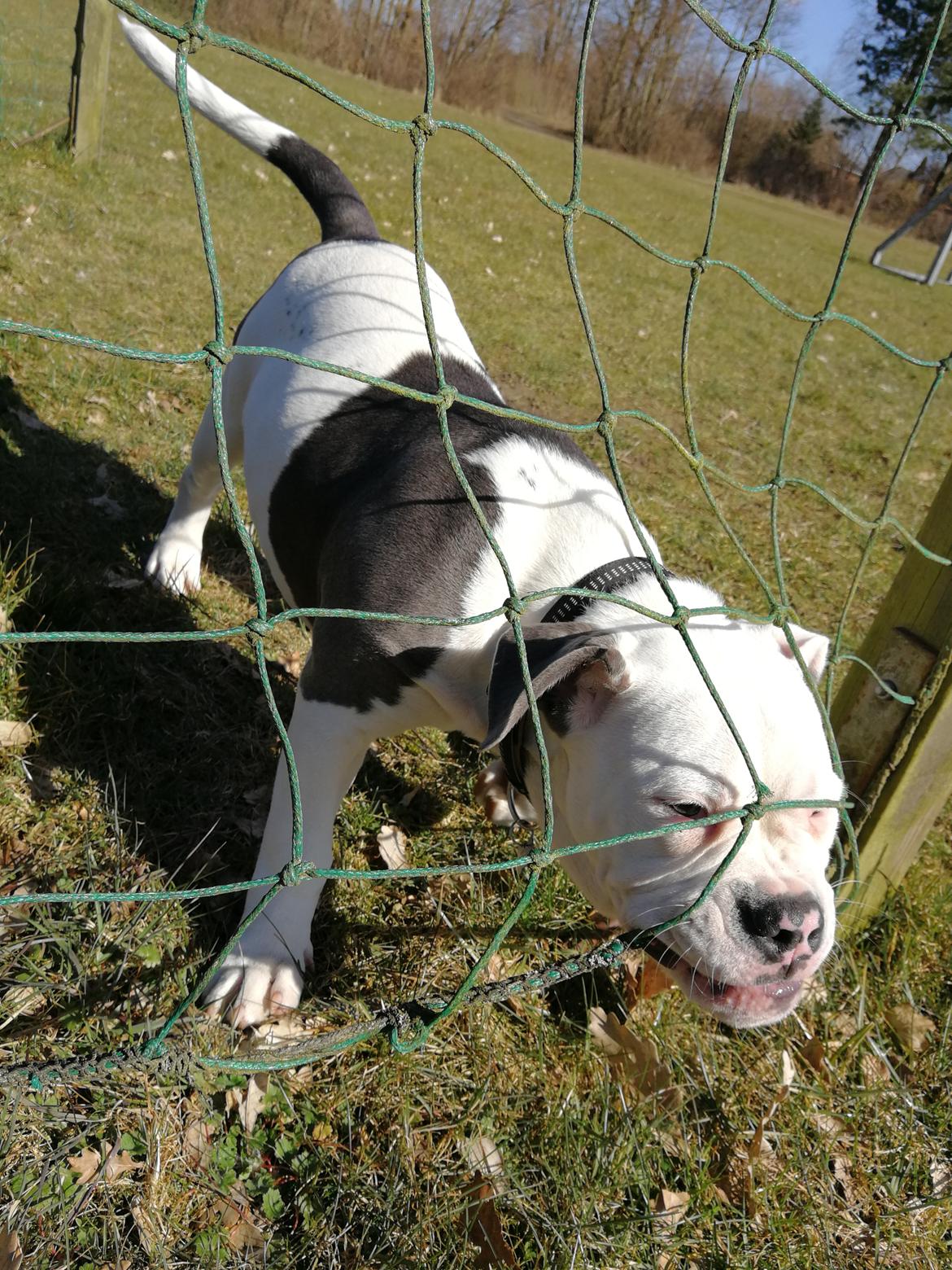 Olde english bulldogge Lotus billede 14