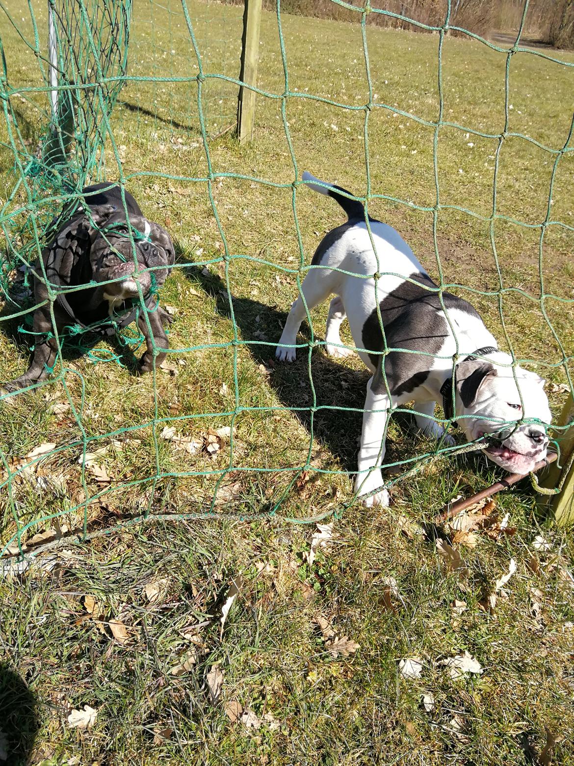 Olde english bulldogge Lotus billede 13