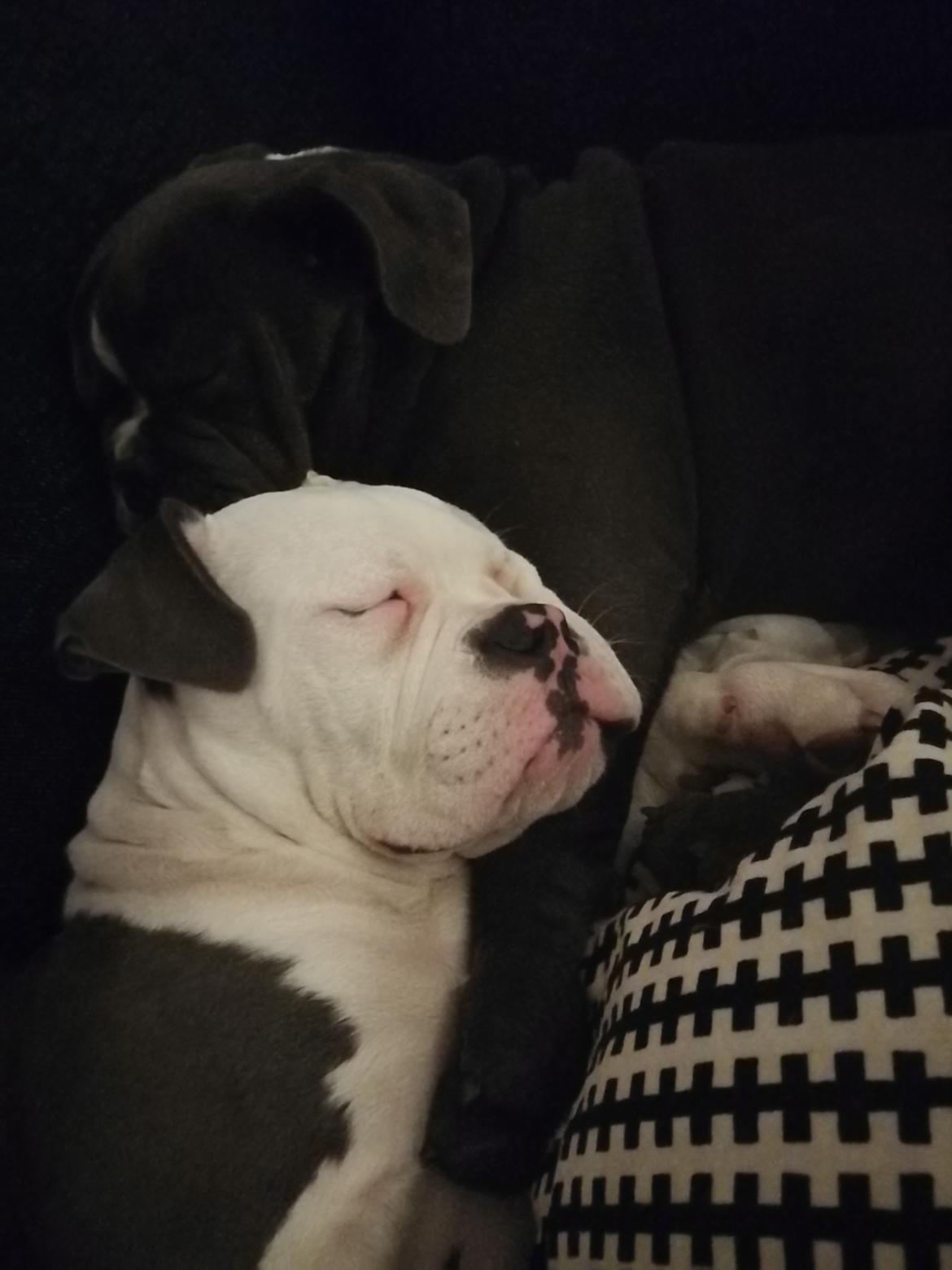 Olde english bulldogge Lotus billede 12