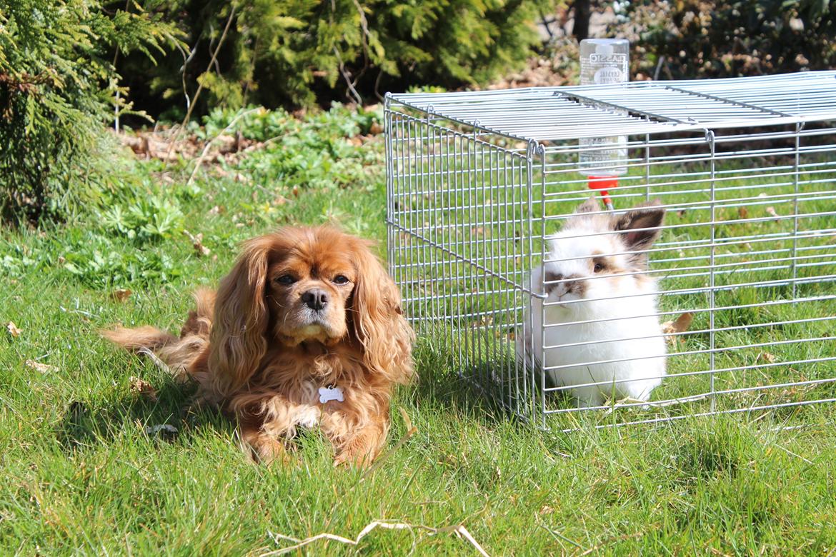 Cavalier king charles spaniel Stella billede 11