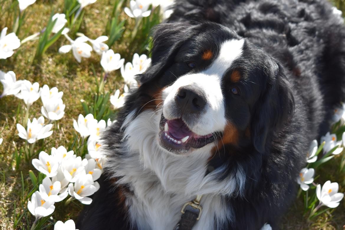 Berner sennenhund Lady Xiera's Teddy Bear (Leopold)  billede 2