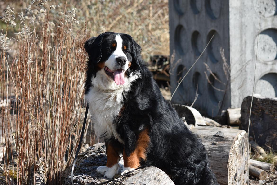 Berner sennenhund Lady Xiera's Teddy Bear (Leopold)  billede 5