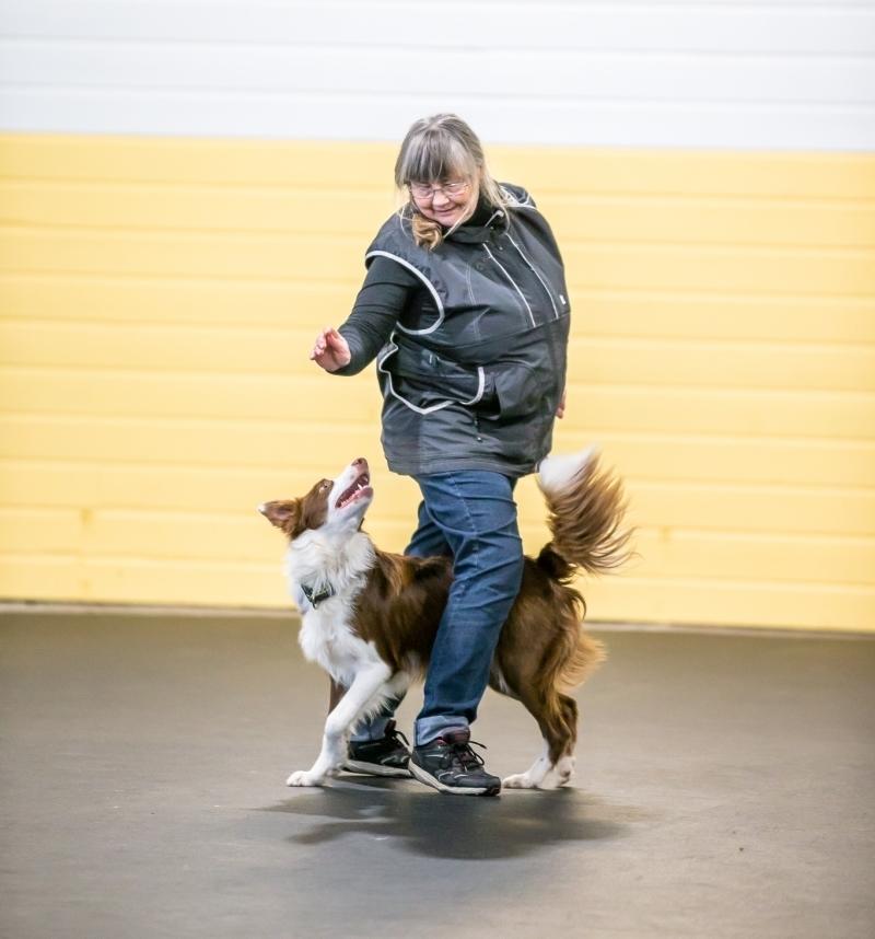 Border collie Cap billede 8