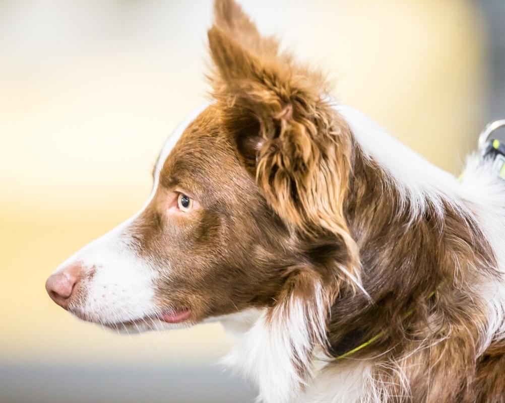 Border collie Cap Billeder af hunde Uploaded af Anita F