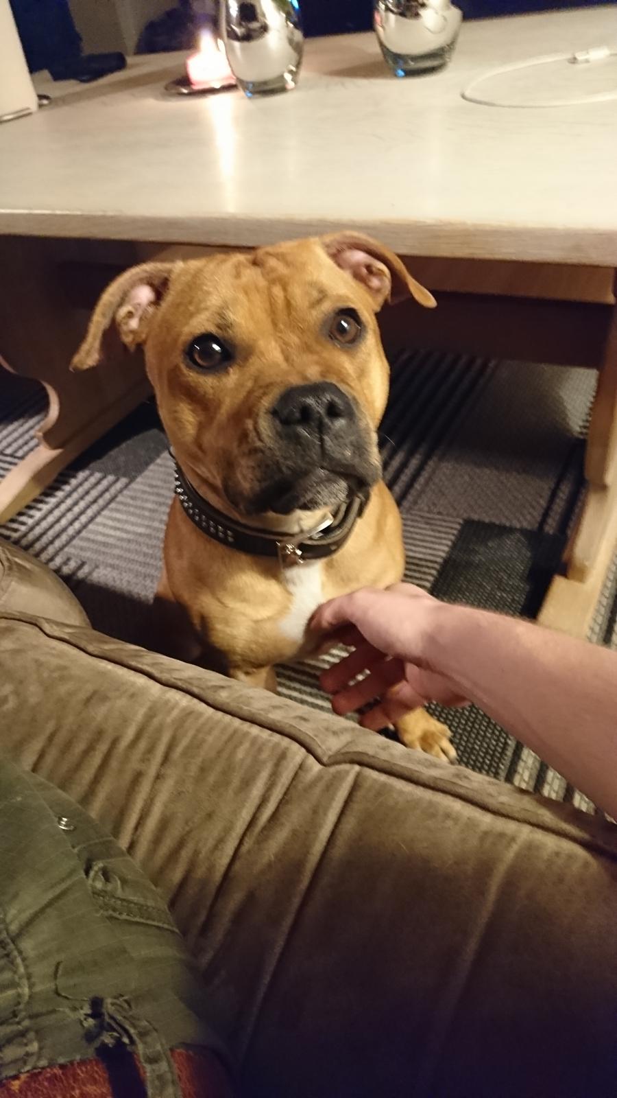 Staffordshire bull terrier Bella  billede 2