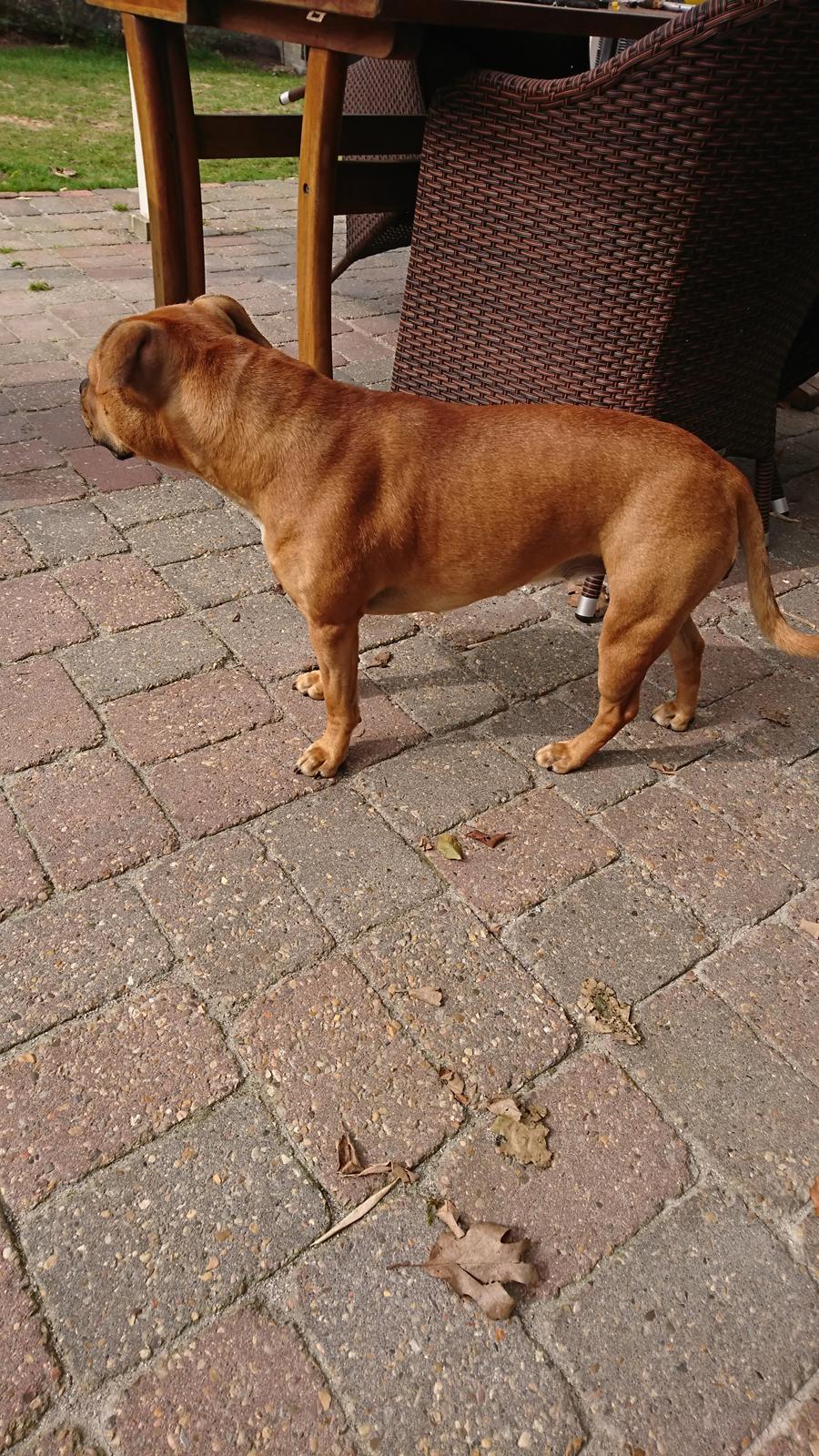 Staffordshire bull terrier Bella  billede 8