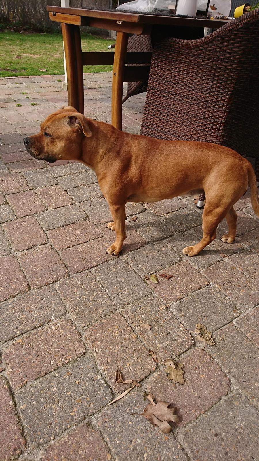 Staffordshire bull terrier Bella  billede 9