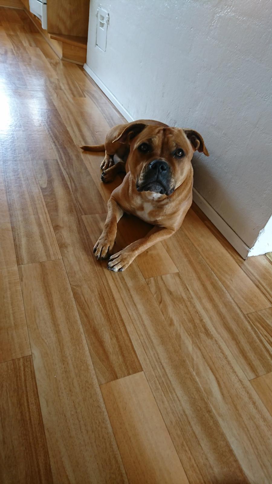 Staffordshire bull terrier Bella  billede 13