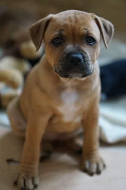 Staffordshire bull terrier Bella  billede 15