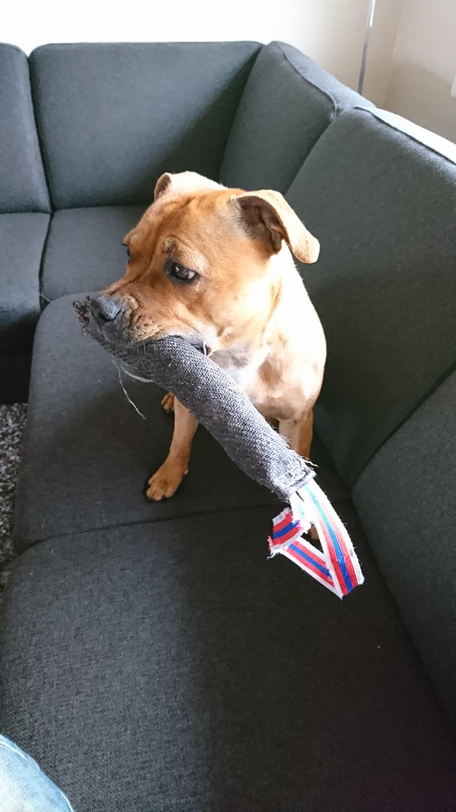 Staffordshire bull terrier Bella  billede 18