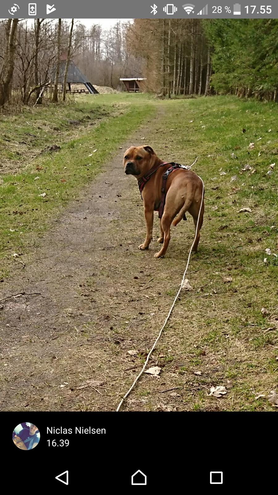 Staffordshire bull terrier Bella  billede 19