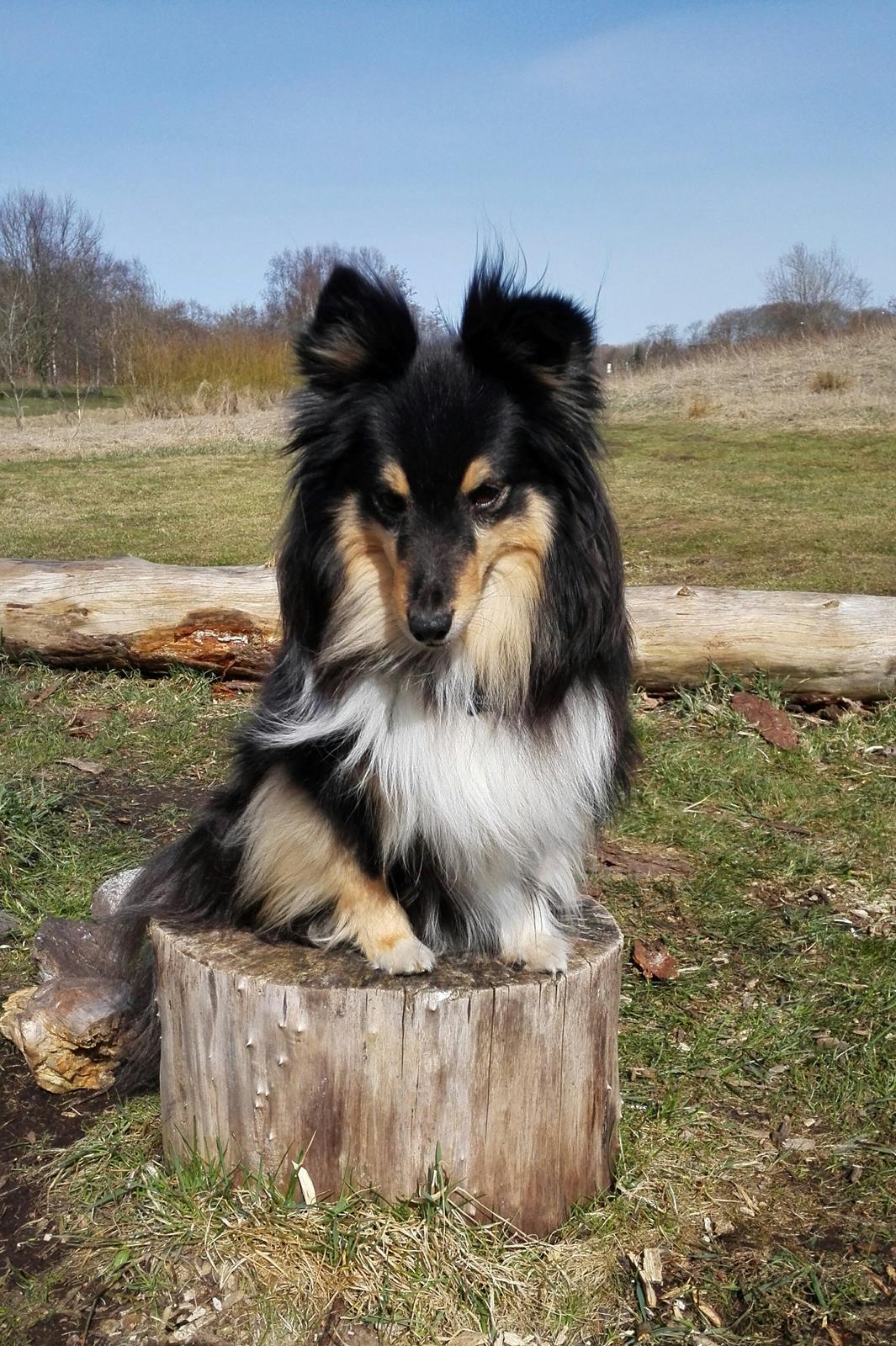 Shetland sheepdog Macons Annabell {himmelhund}  billede 27