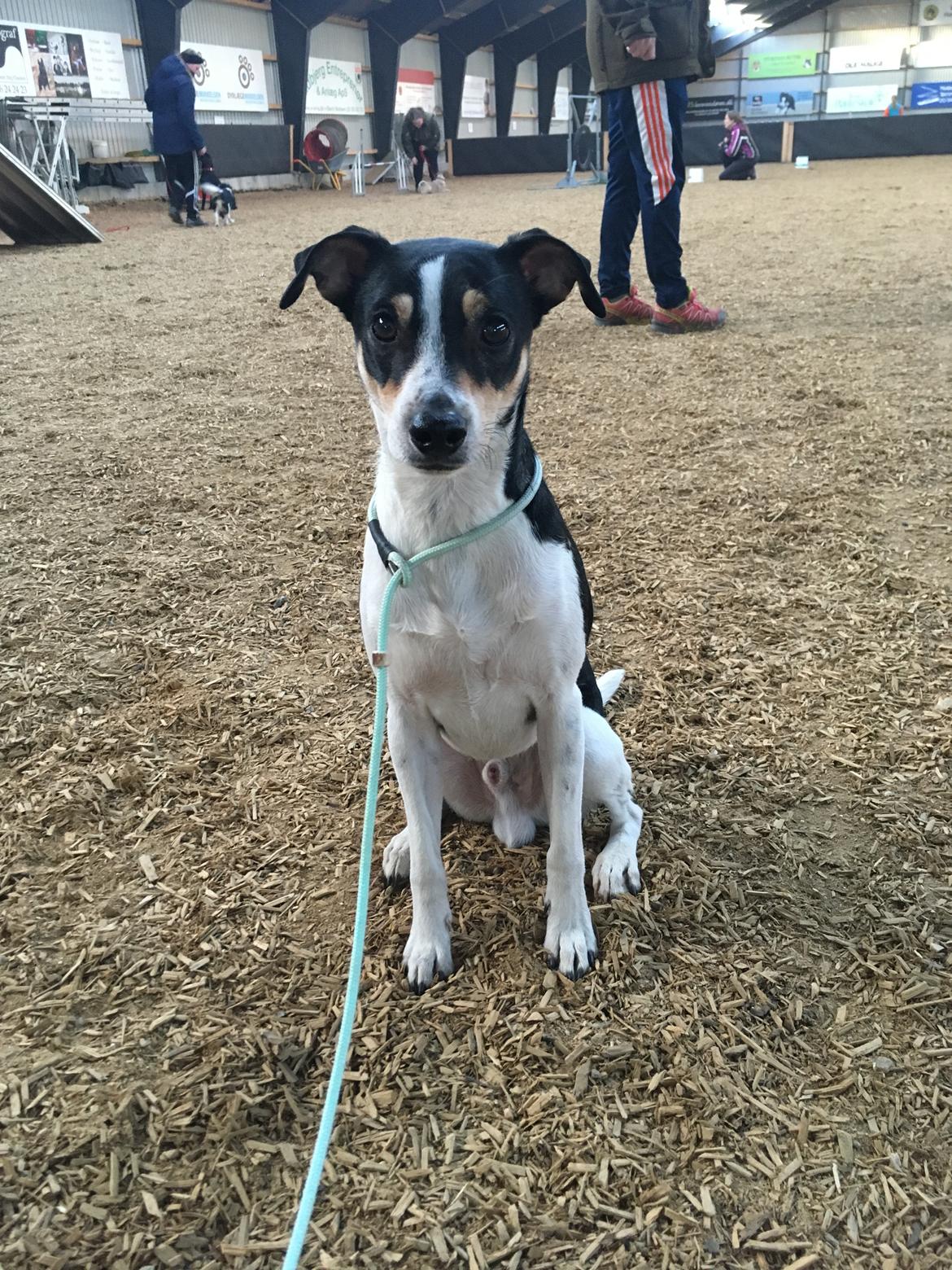 Dansk svensk gaardhund Ezio billede 28