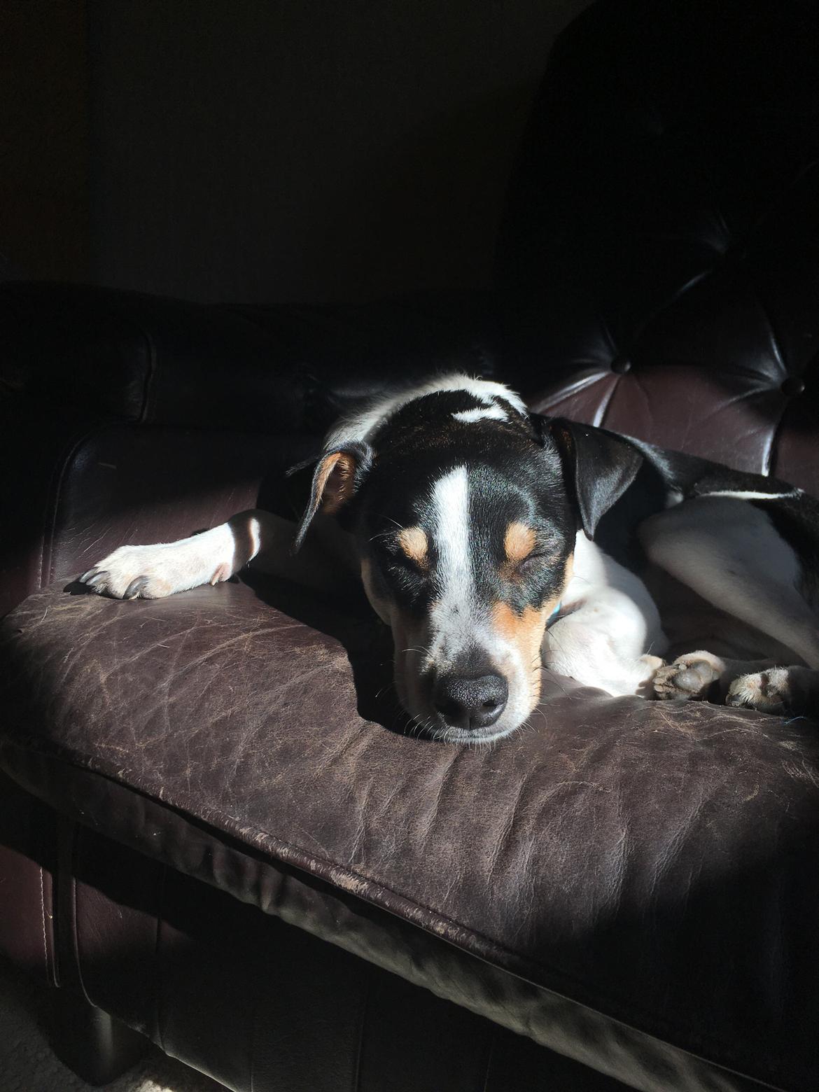 Dansk svensk gaardhund Ezio billede 29